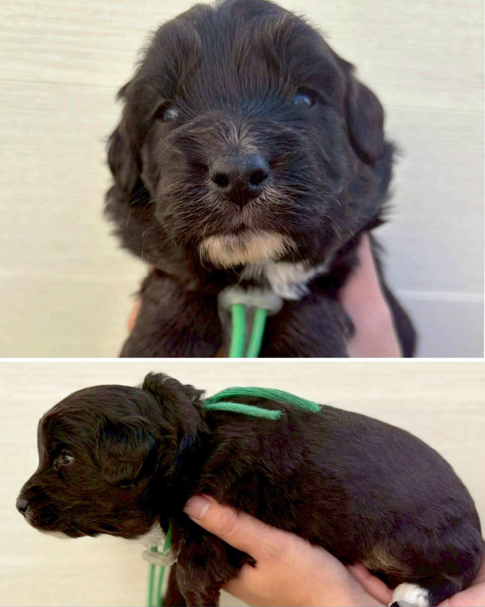 ミディアムオージードゥードル　緑