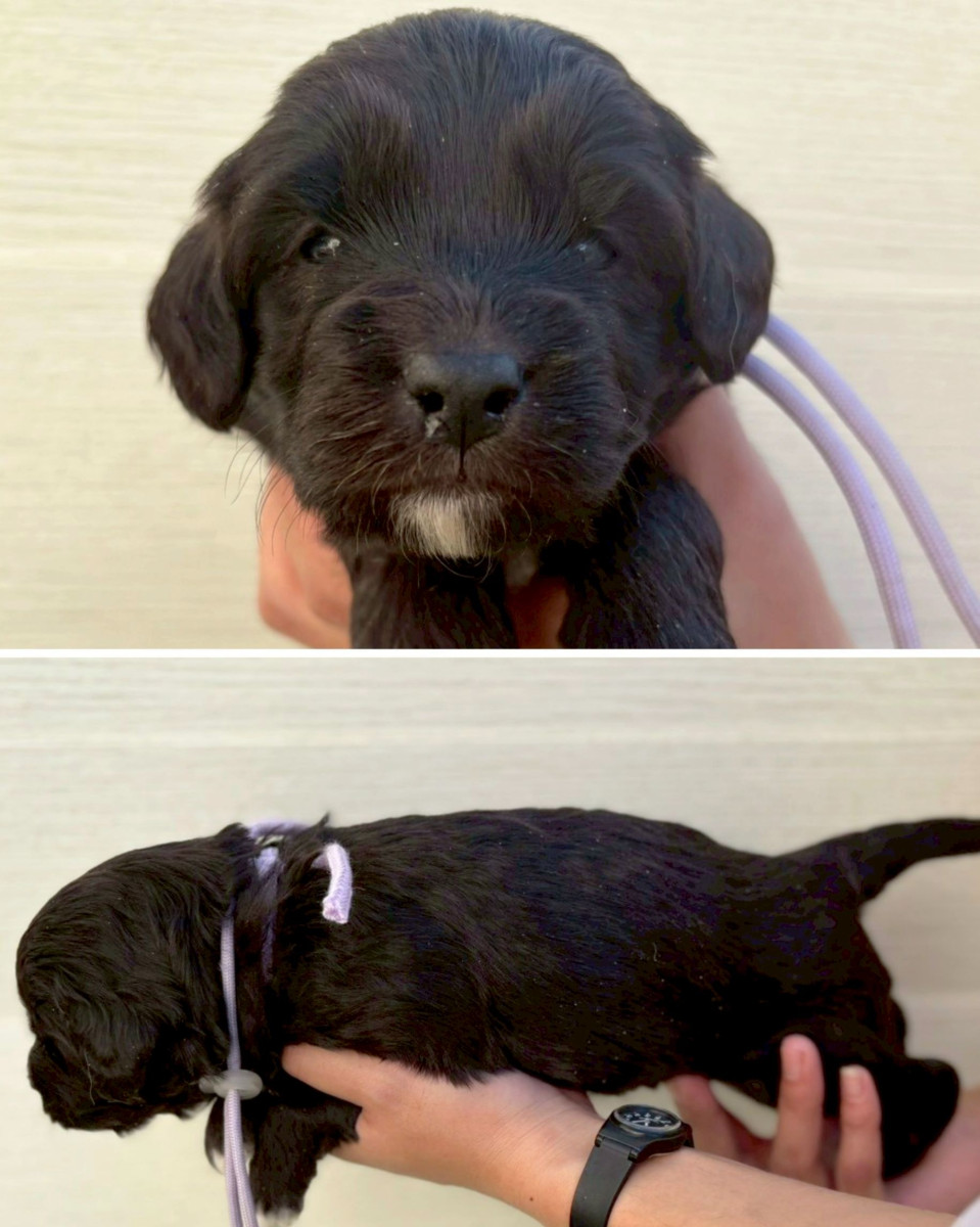 ミディアムオージードゥードル　薄紫