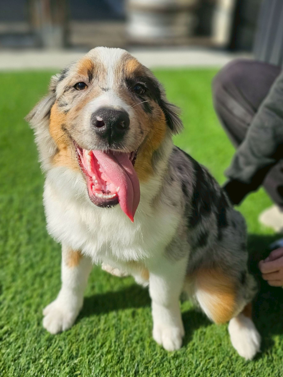 オーストラリアンシェパード　赤