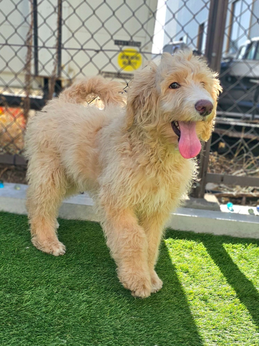 　　　　　　オージードゥードル　…