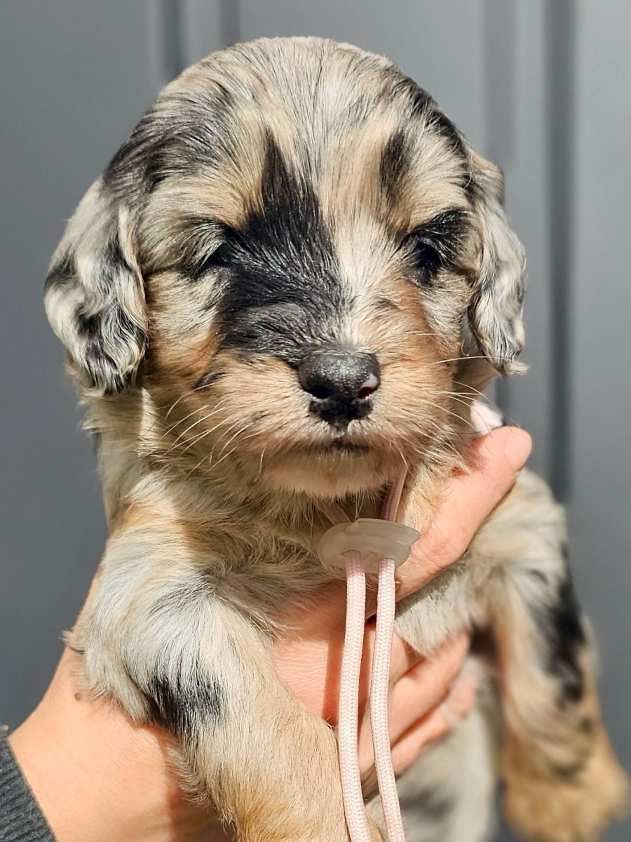 ミディアムオージードゥードル　薄ピンク