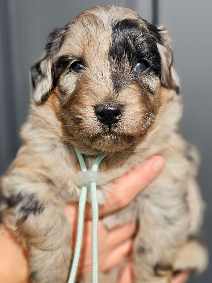 ミディアムオージードゥードル　水色