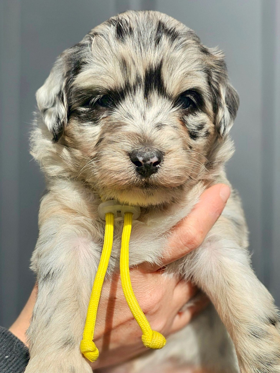 ミディアムオージードゥードル　黄色