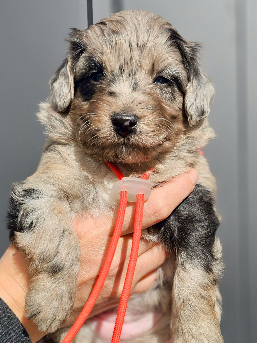 ミディアムオージードゥードル　赤