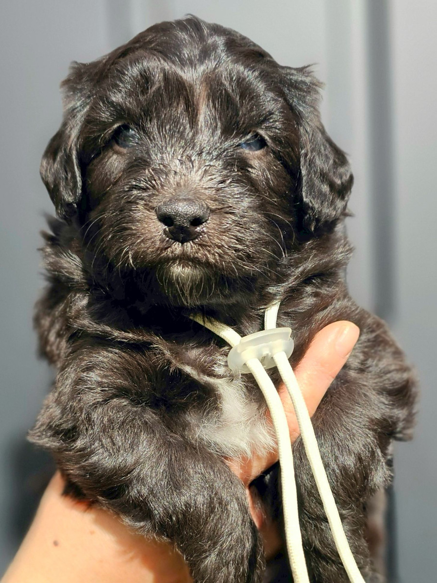 ミディアムオージードゥードル　白