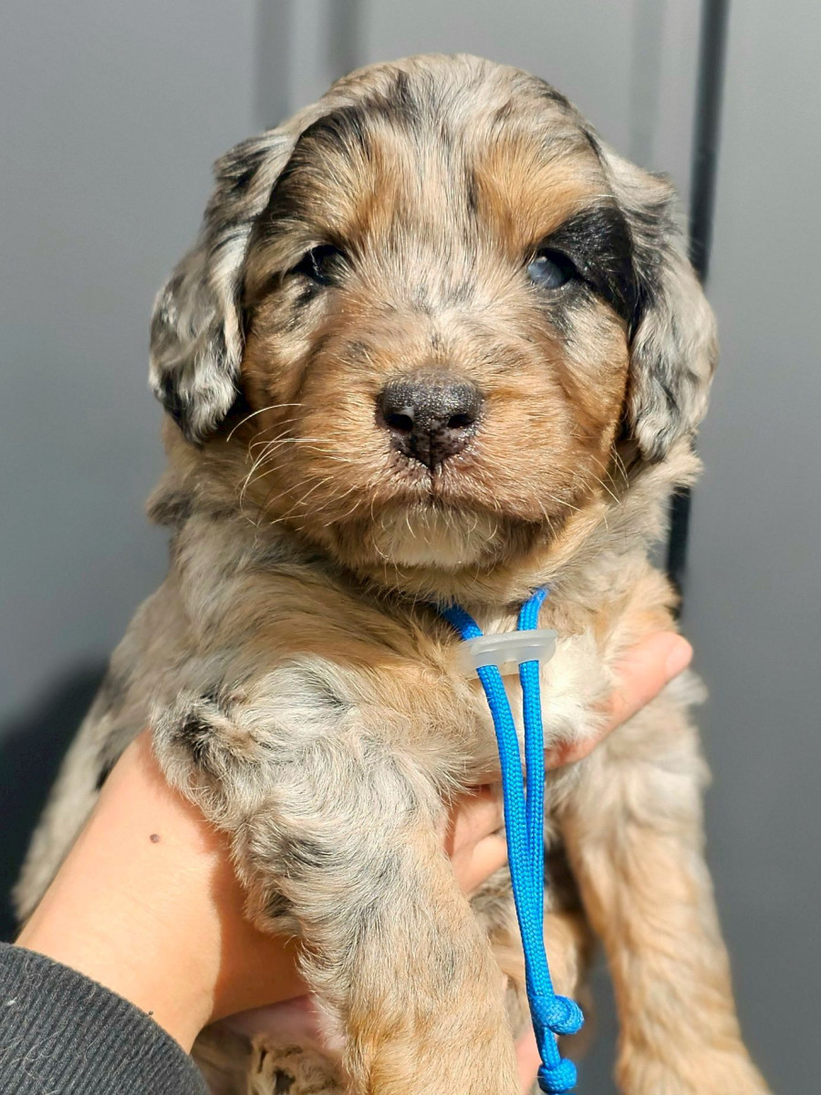 ミディアムオージードゥードル　青