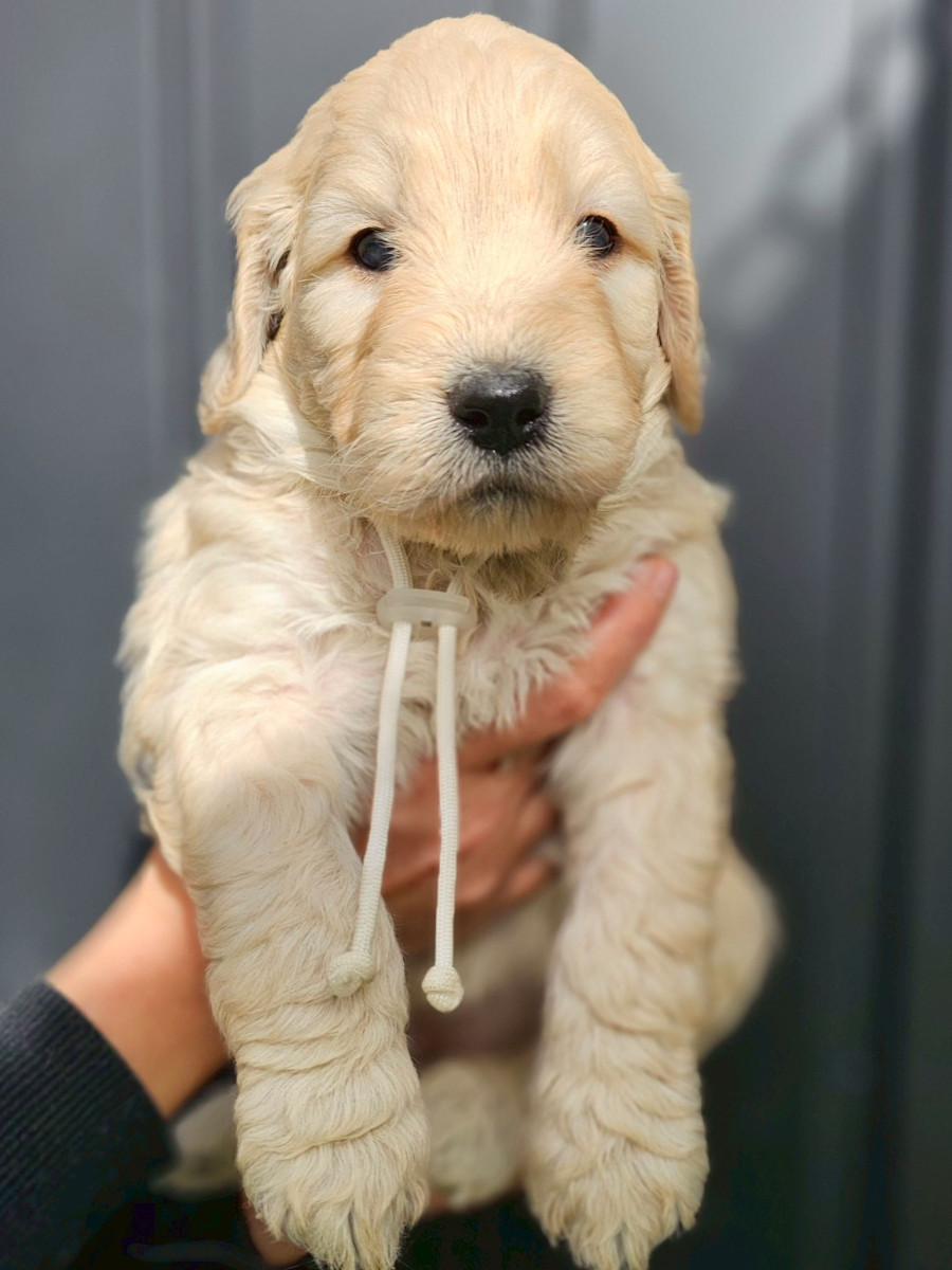 ゴールデンドゥードル　白