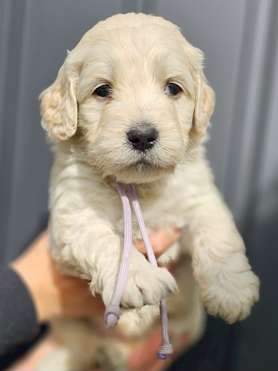 ゴールデンドゥードル　薄紫