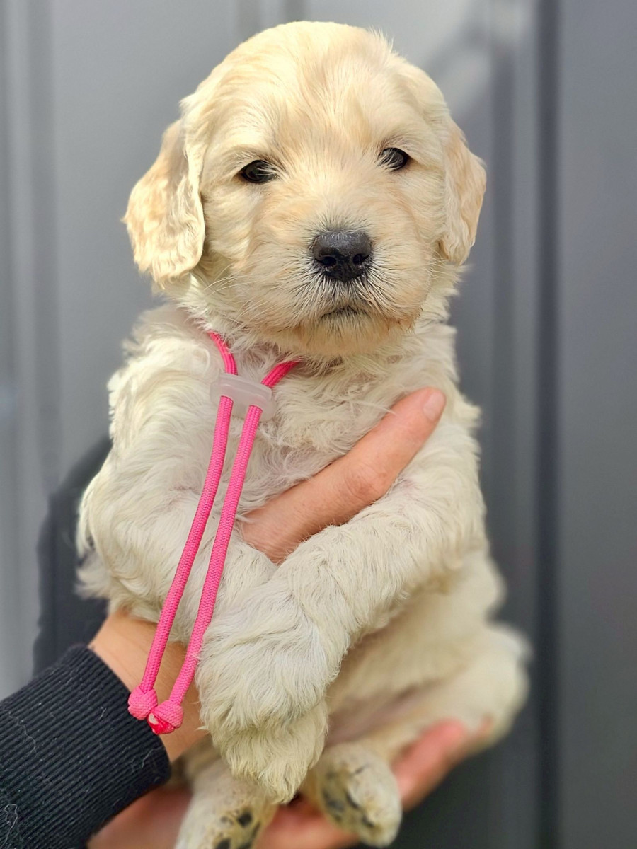 ゴールデンドゥードル　濃いピンク