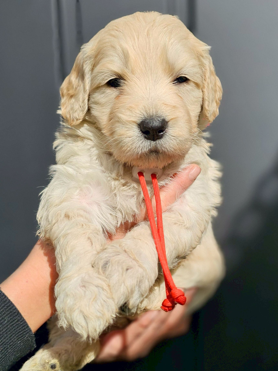 ゴールデンドゥードル　赤