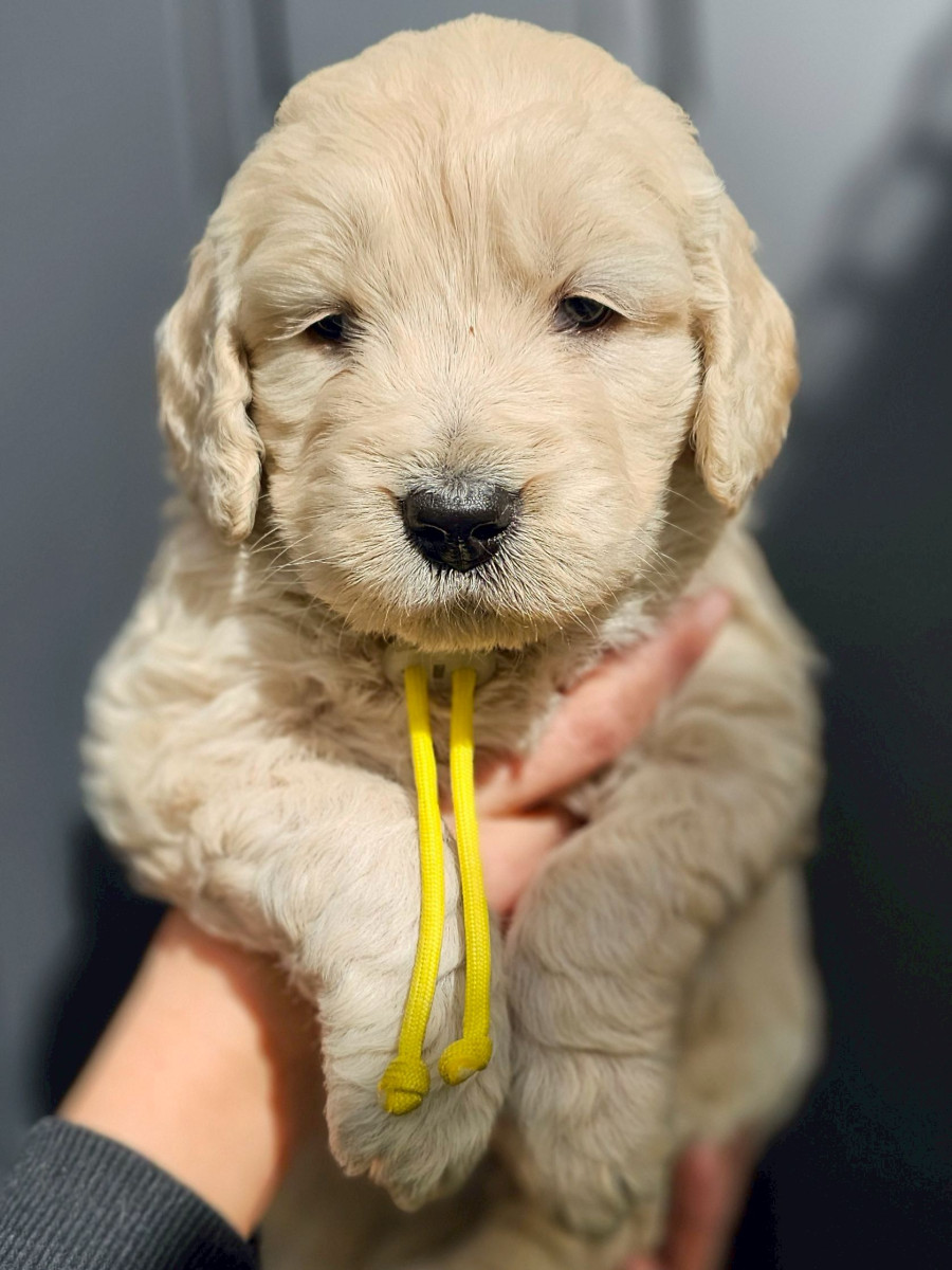 ゴールデンドゥードル　黄色