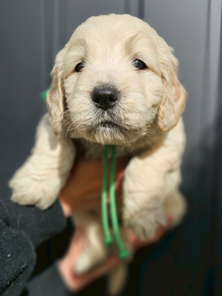 ゴールデンドゥードル　緑