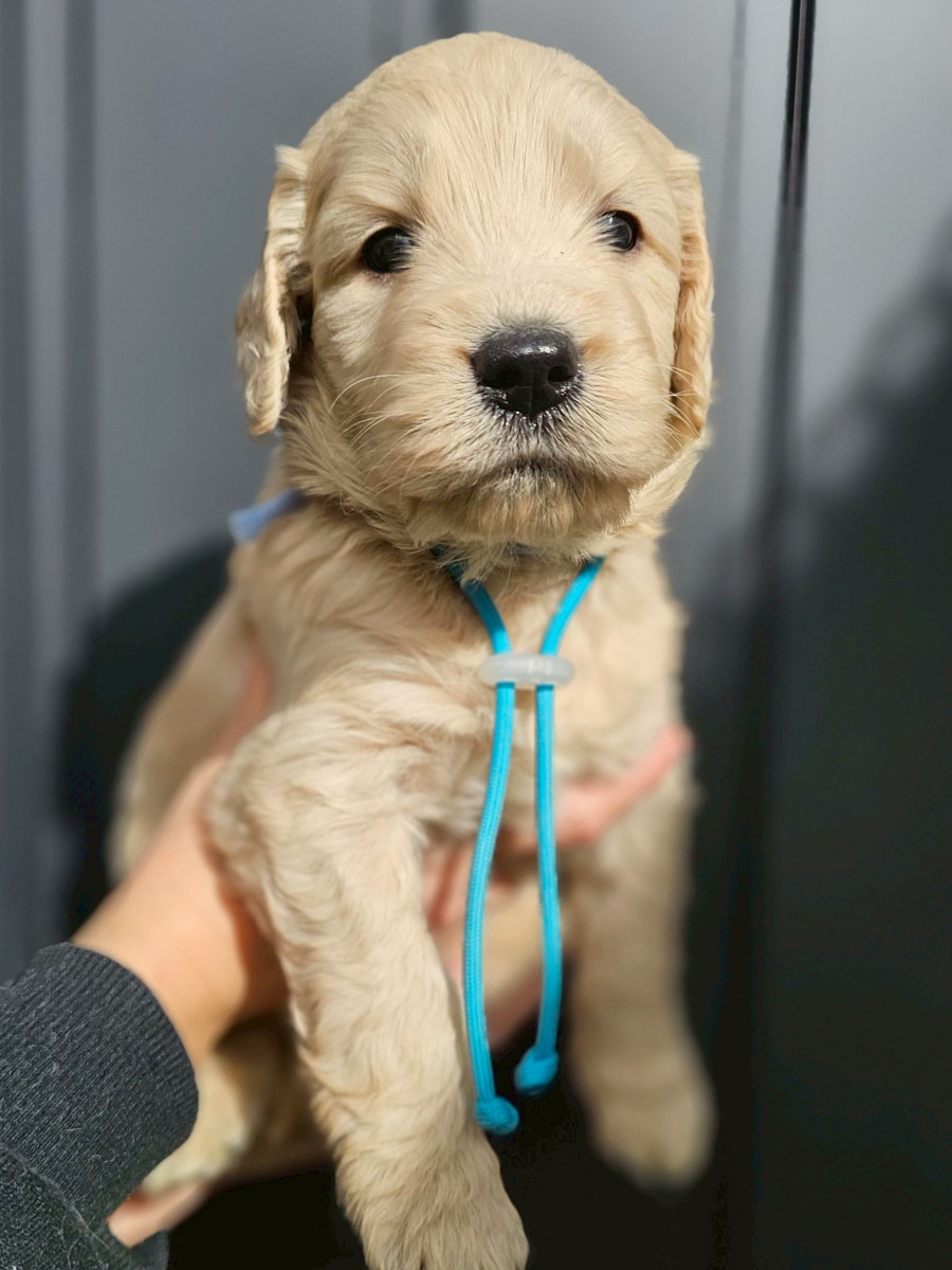 ゴールデンドゥードル　水色