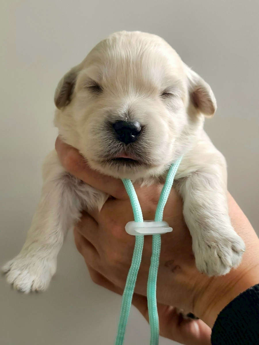 ミディアムゴールデンドゥードル　水色