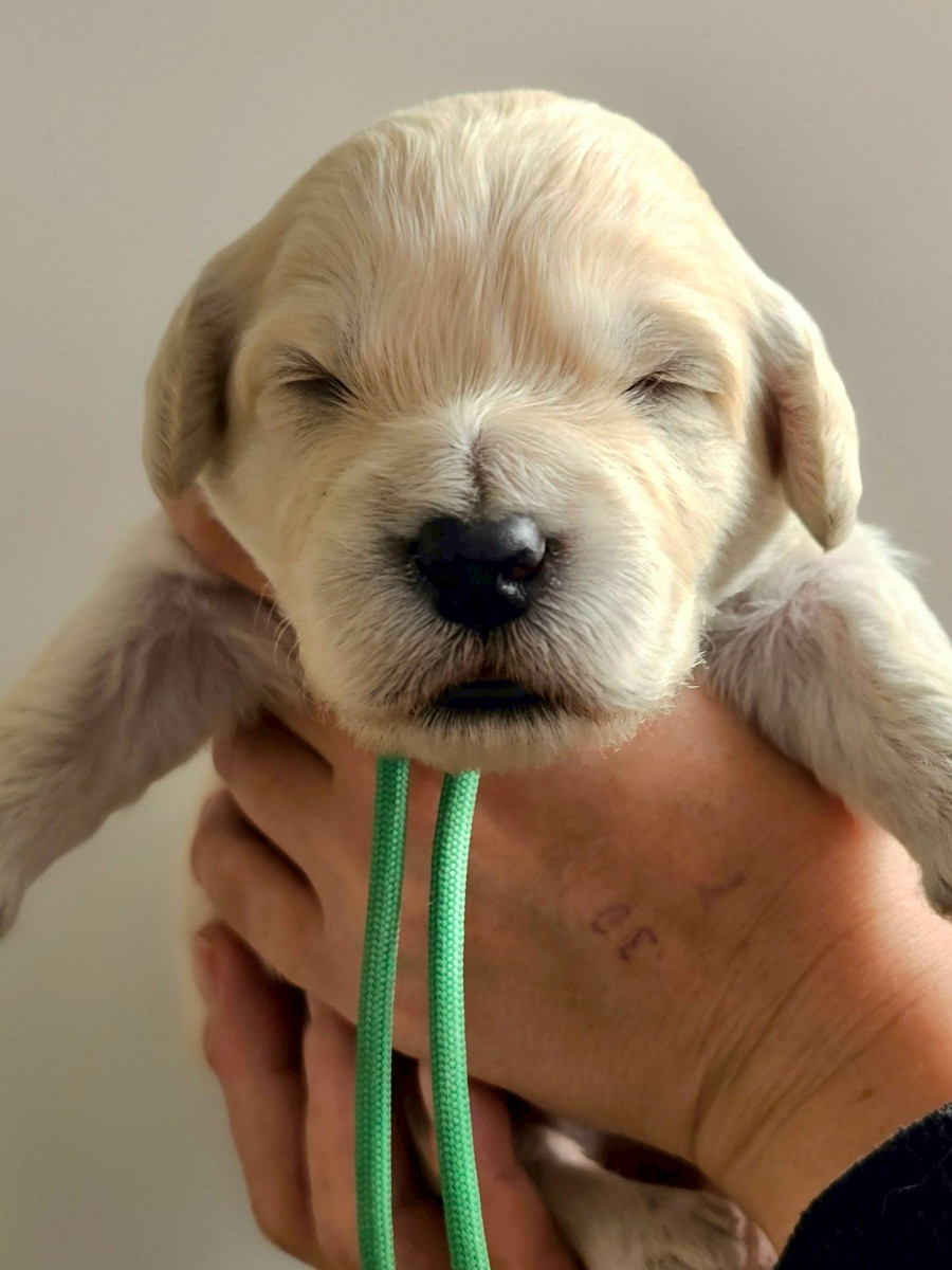 ミディアムゴールデンドゥードル　緑