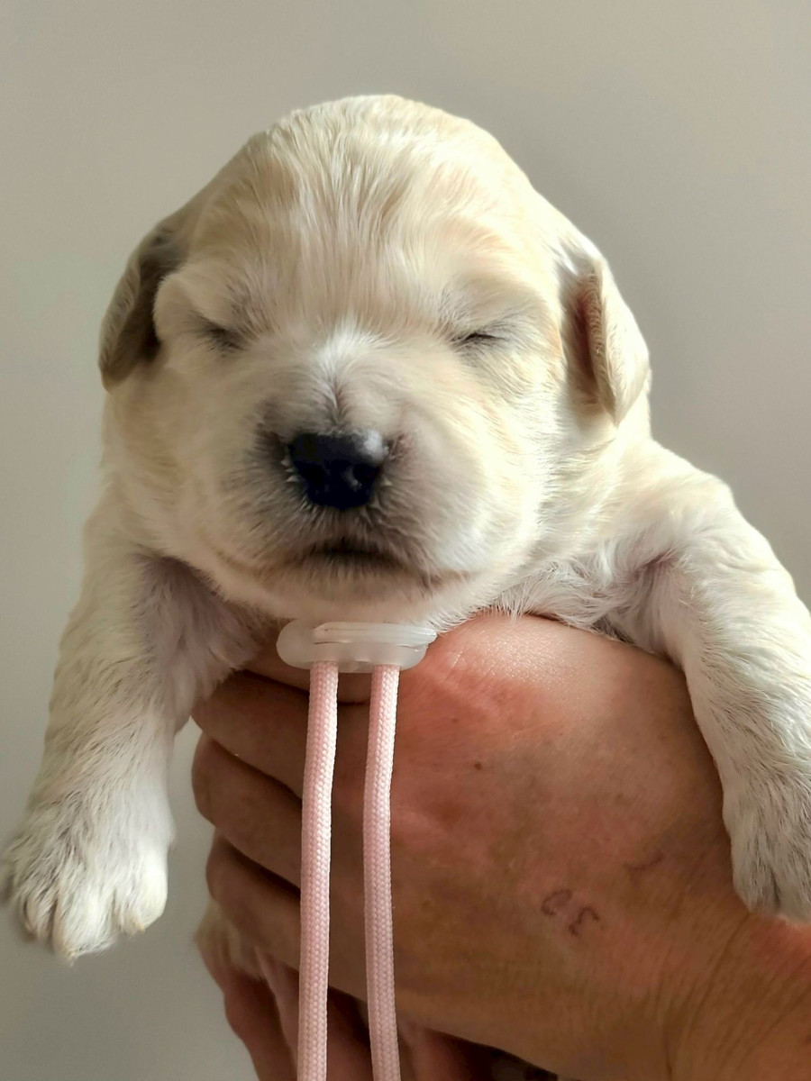 ミディアムゴールデンドゥードル　ピンク