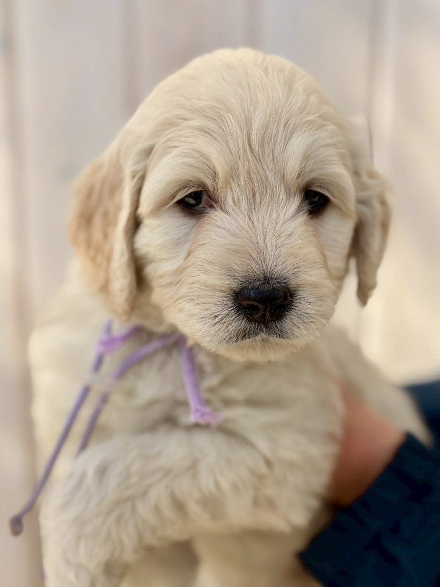 ゴールデンドゥードル　薄紫