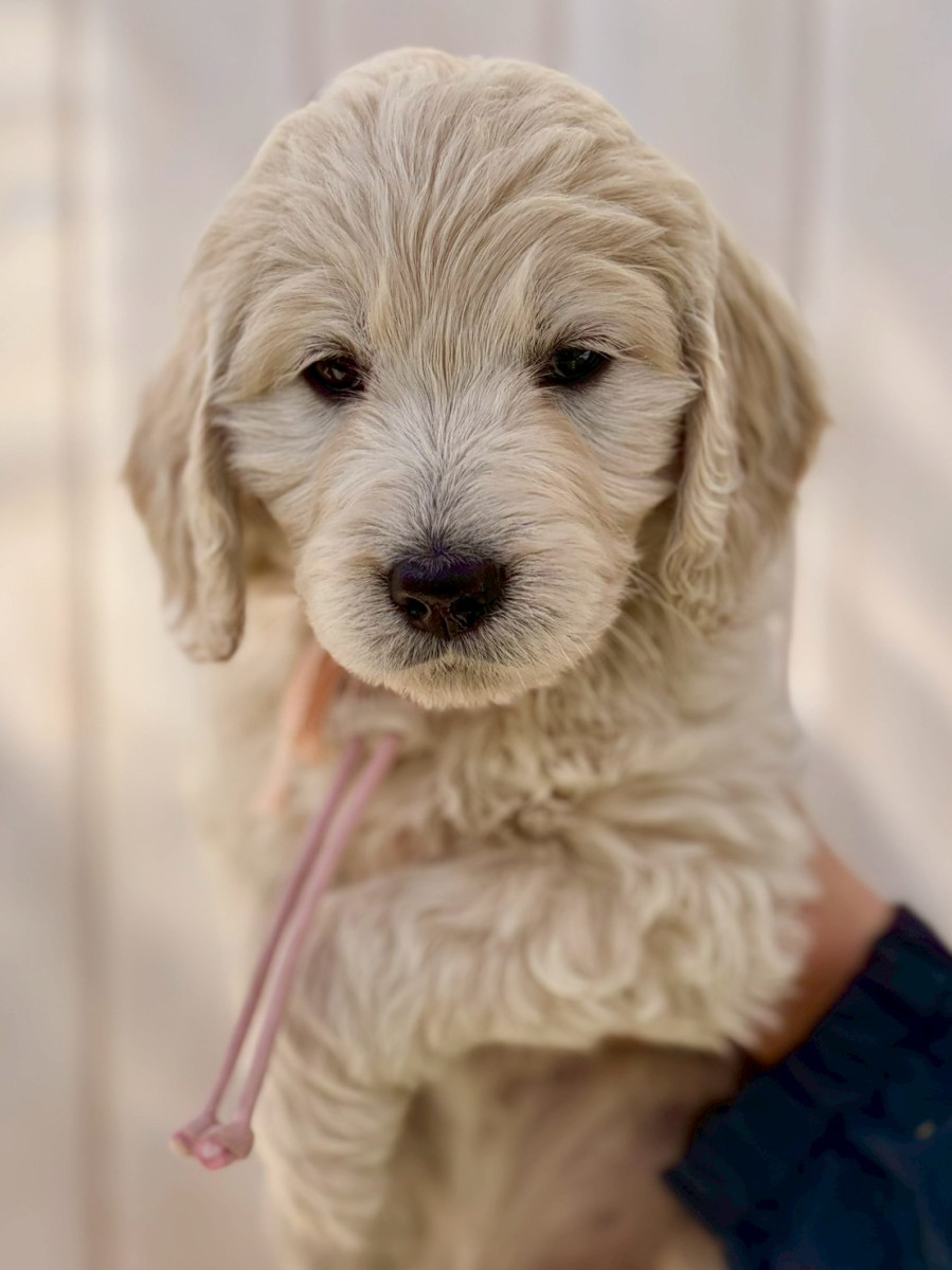 ゴールデンドゥードル　薄ピンク