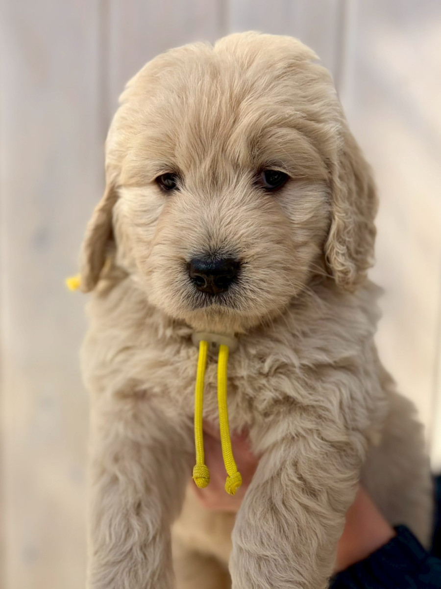 ゴールデンドゥードル　黄色