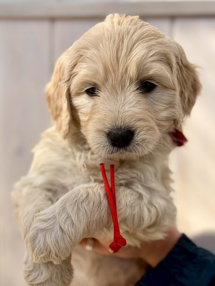 ゴールデンドゥードル　赤