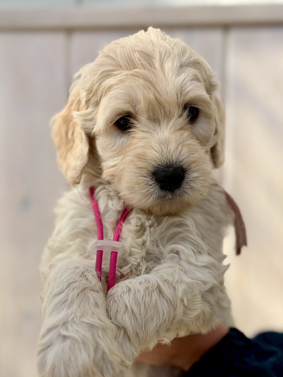 ゴールデンドゥードル　濃いピンク