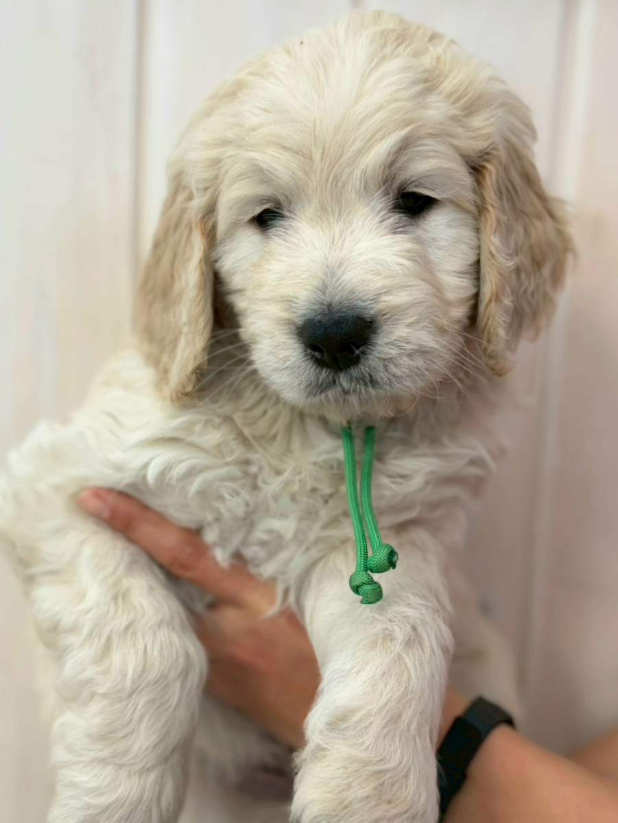 ゴールデンドゥードル　緑