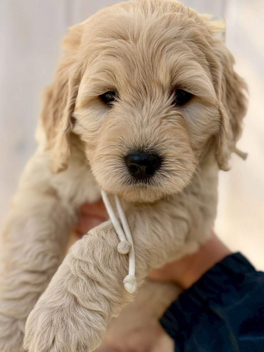 ゴールデンドゥードル　白