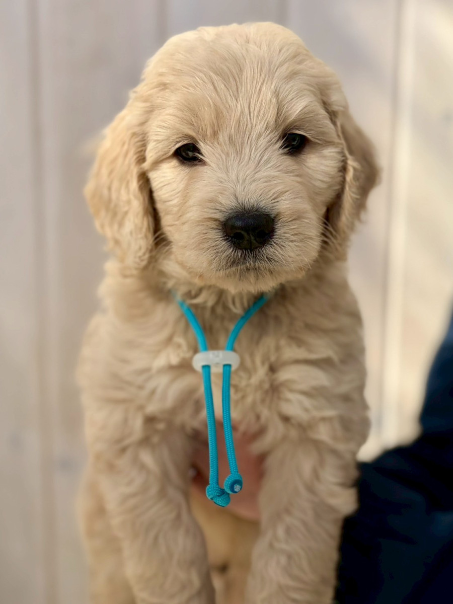 ゴールデンドゥードル　水色