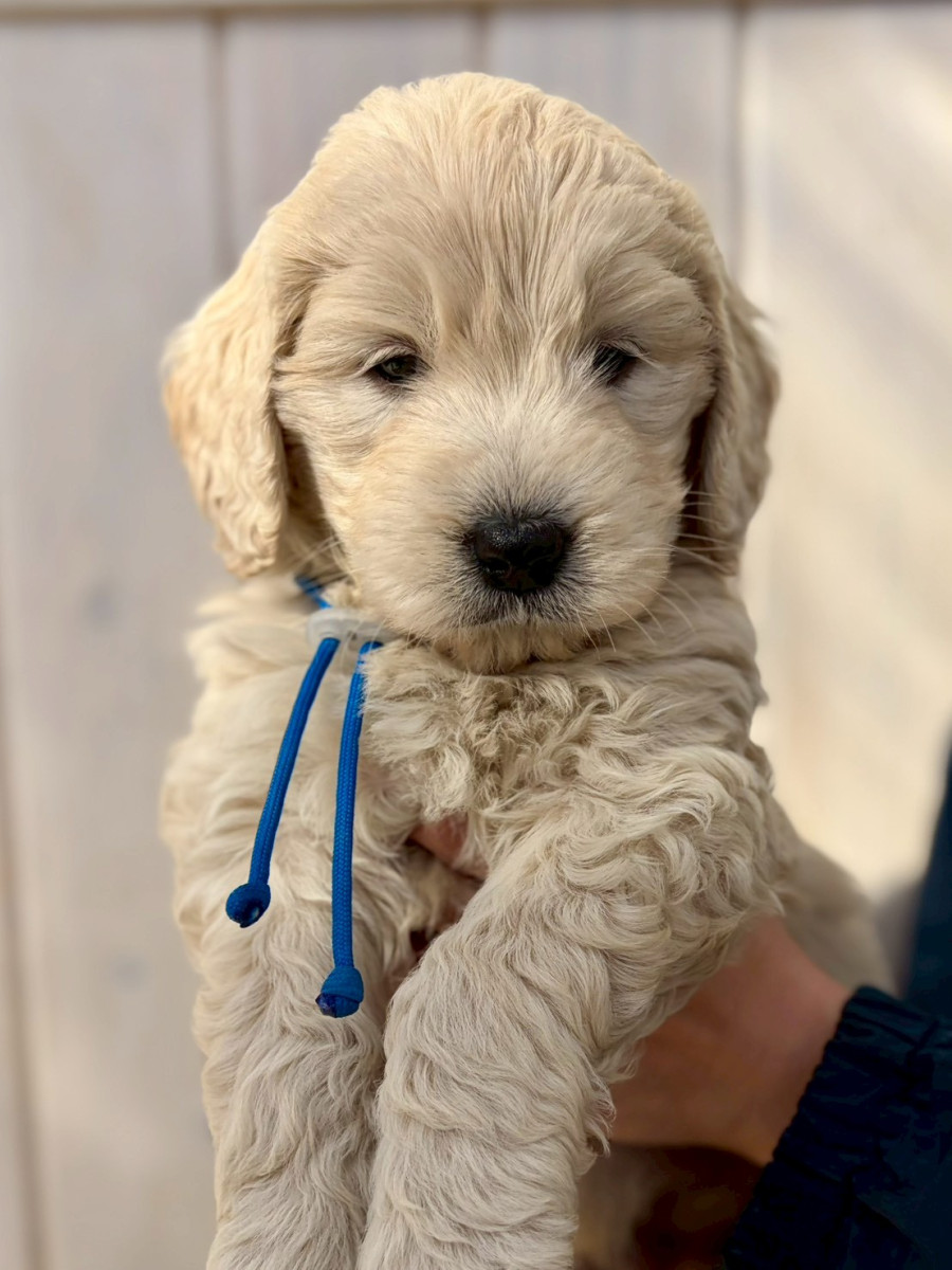 ゴールデンドゥードル　青