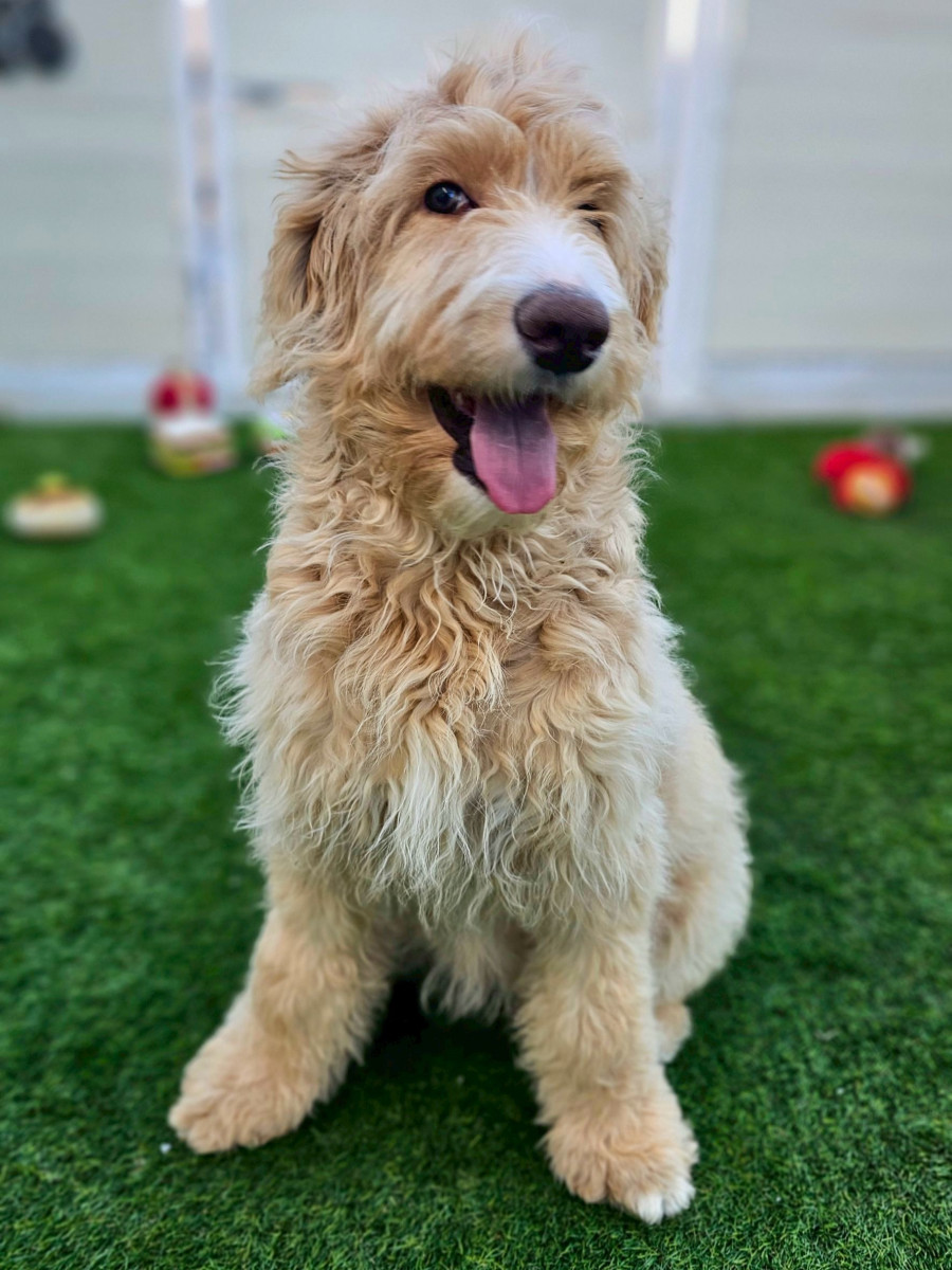 　　　　　　オージードゥードル　…