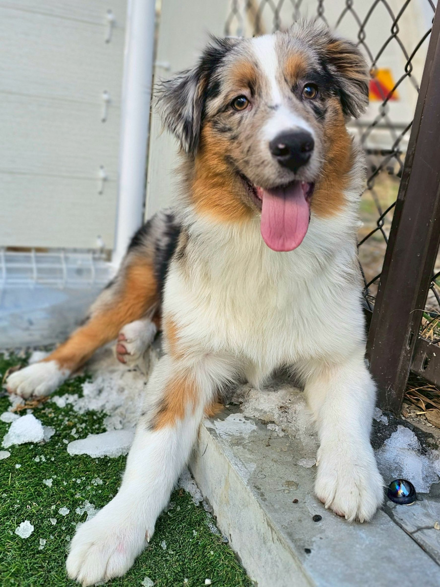 オーストラリアンシェパード　赤