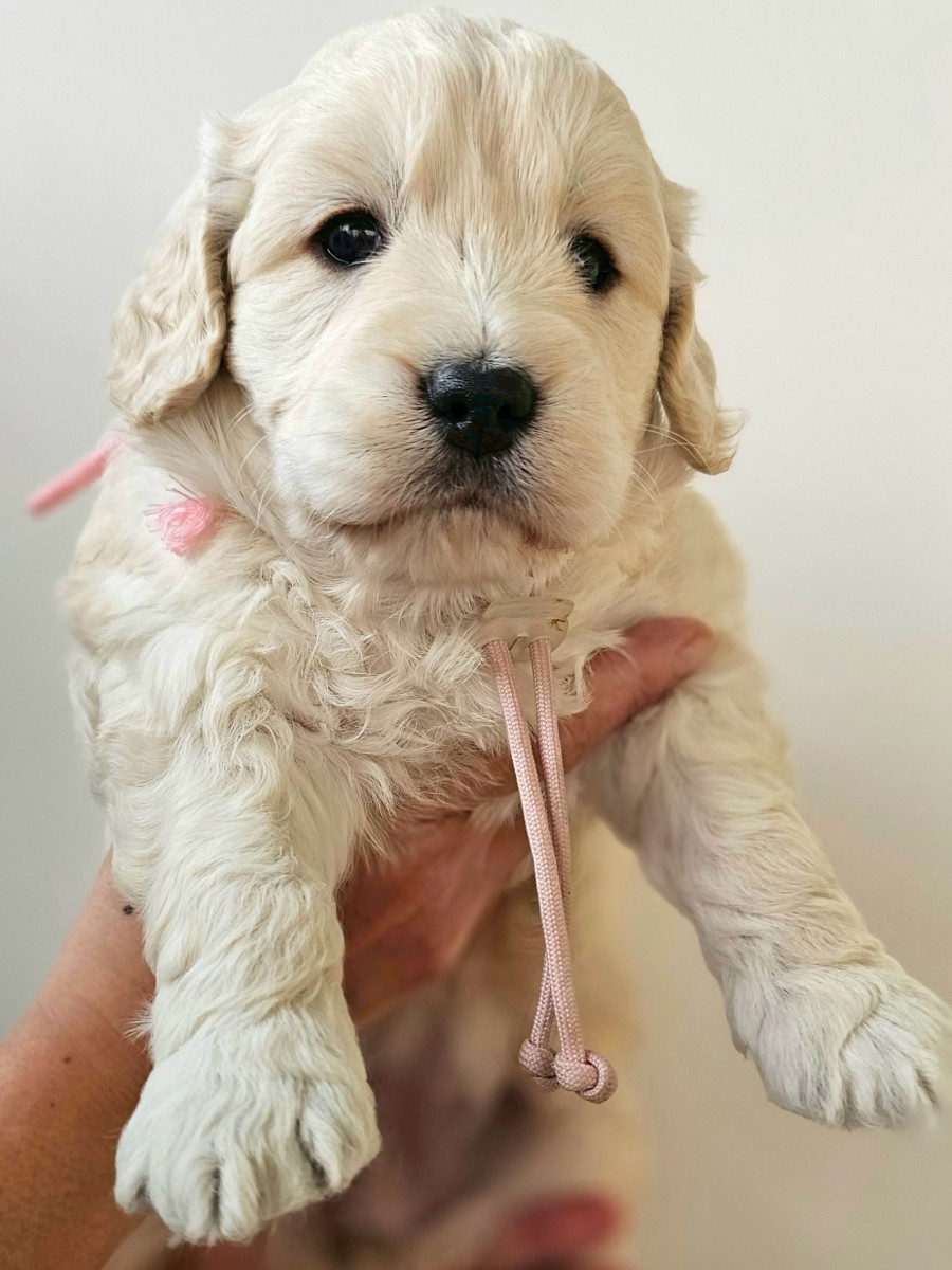 ミディアムゴールデンドゥードル　ピンク