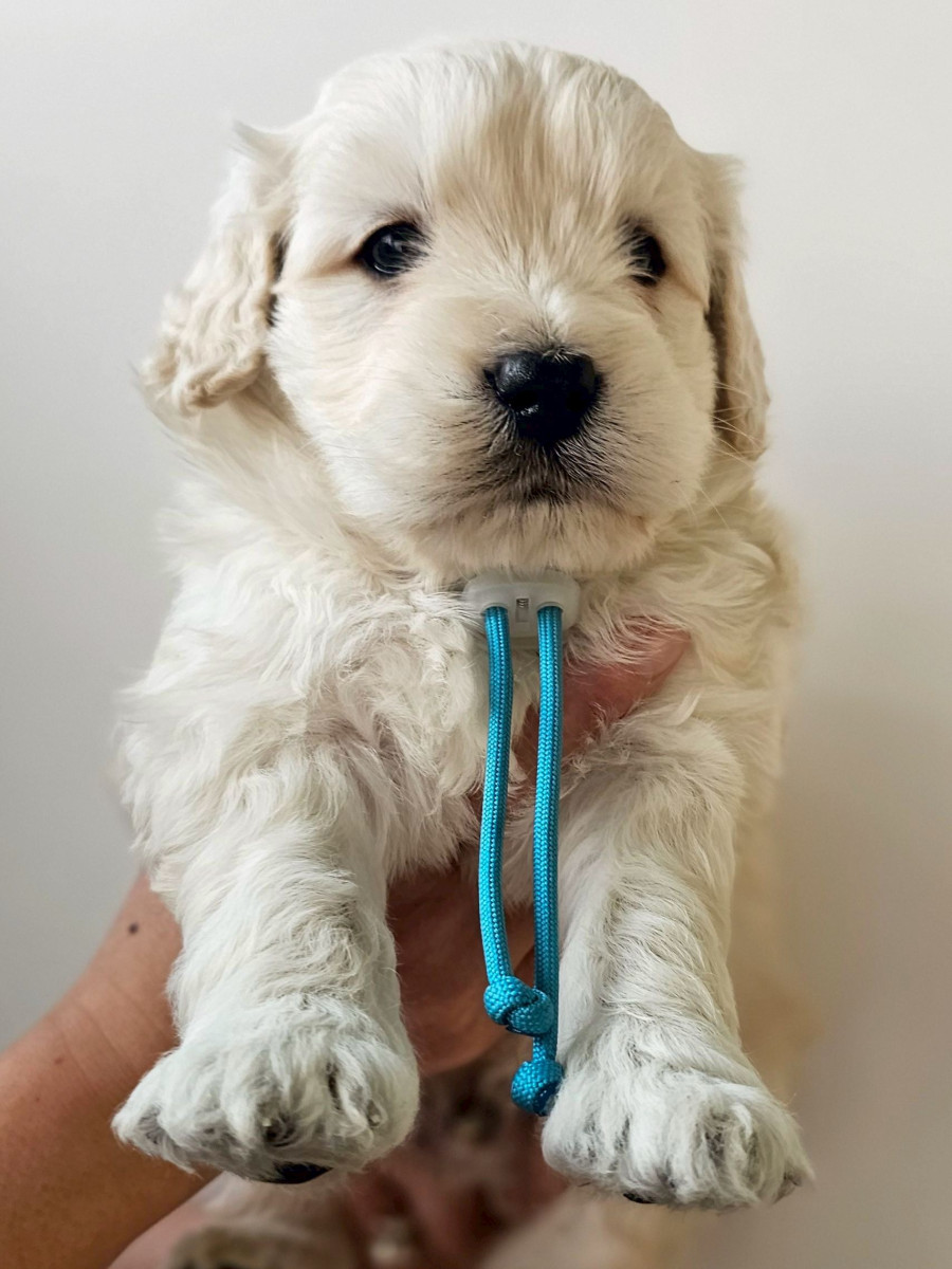 ミディアムゴールデンドゥードル　水色