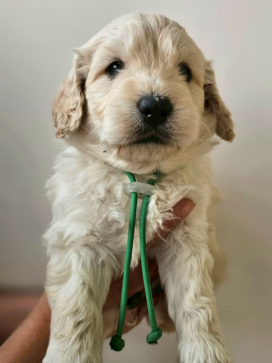 ミディアムゴールデンドゥードル　緑