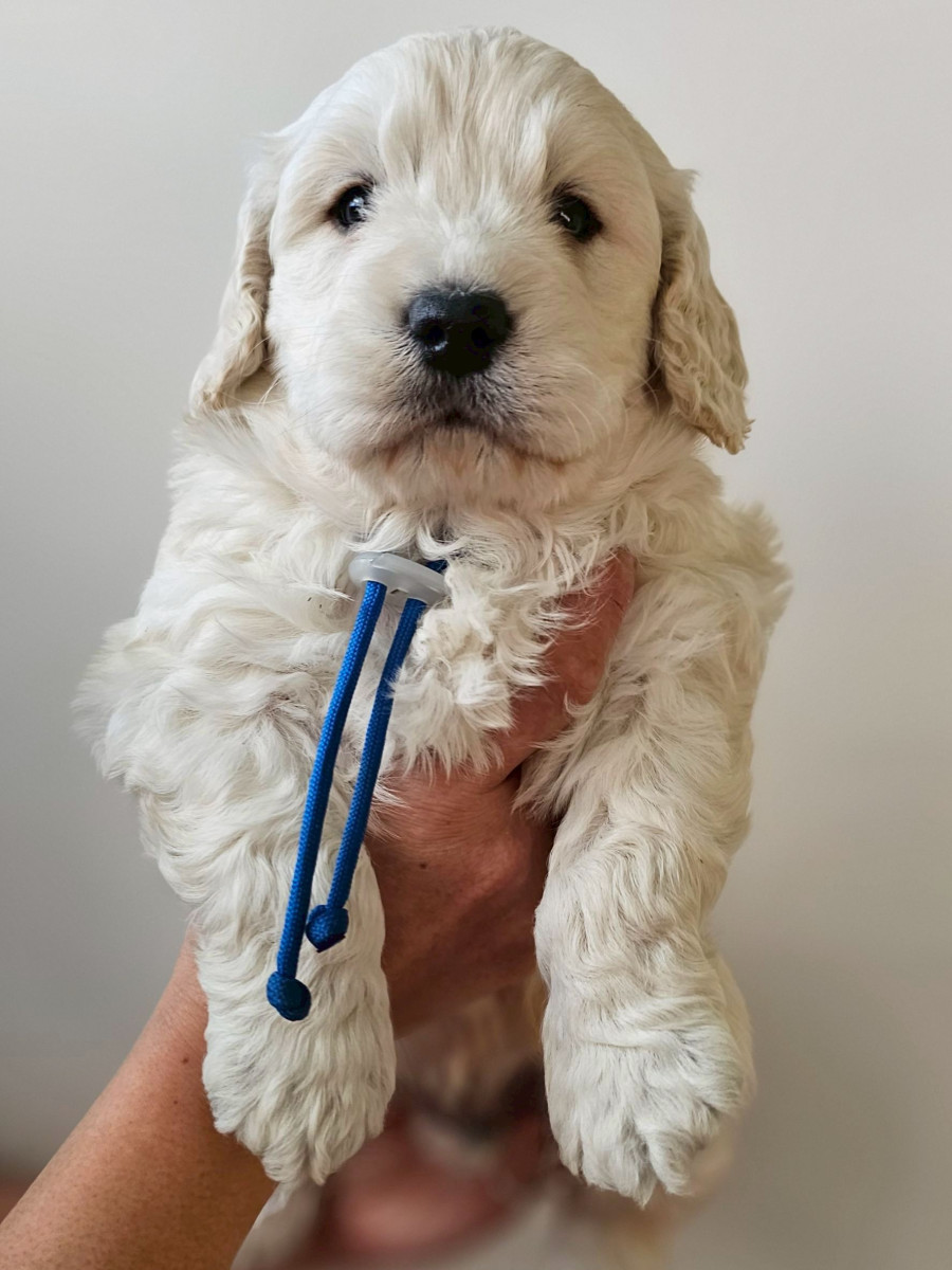 ミディアムゴールデンドゥードル　青