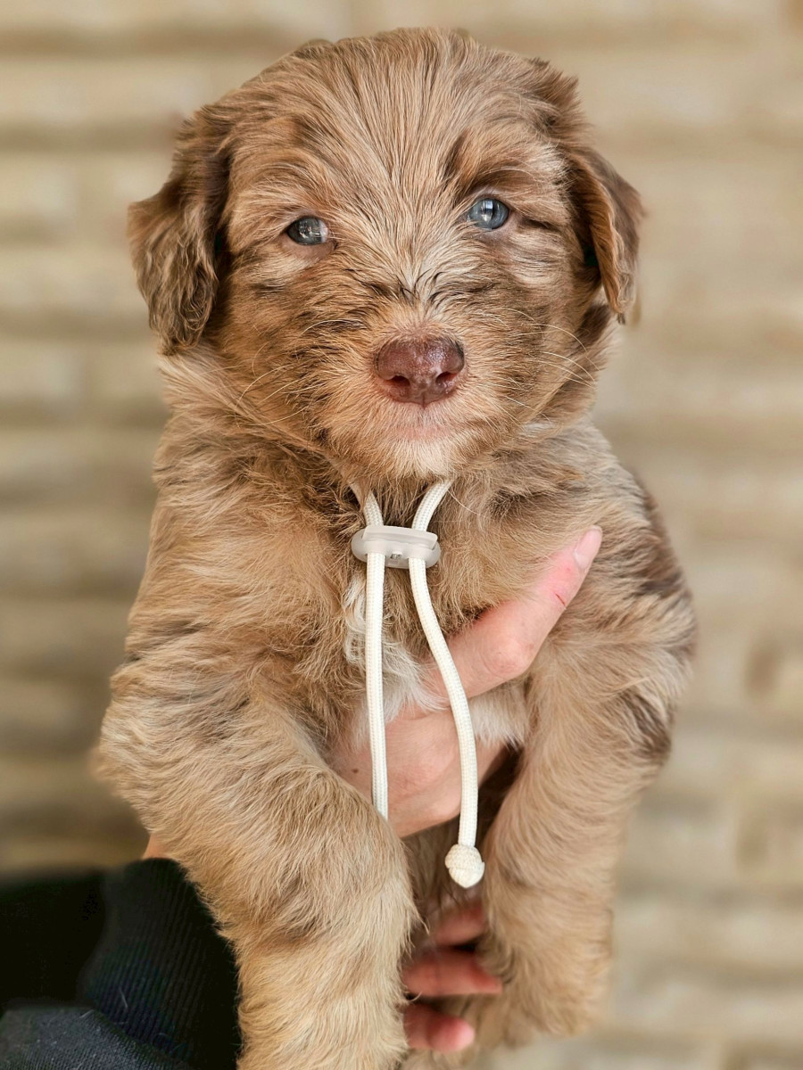 オージードゥードル　白色