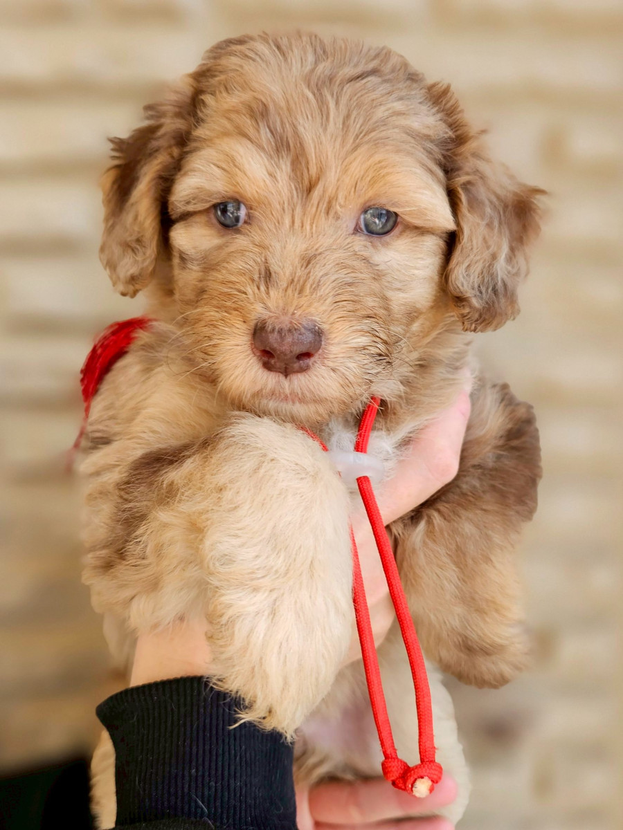 オージードゥードル　赤色