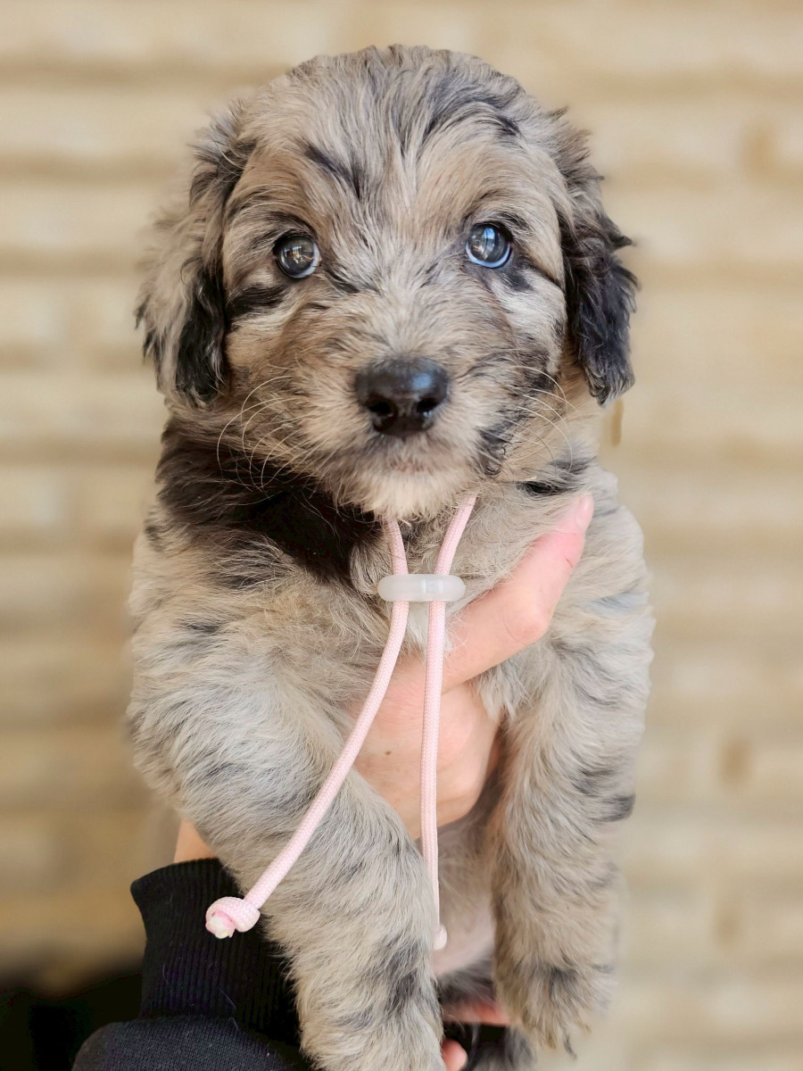 オージードゥードル　ピンク色