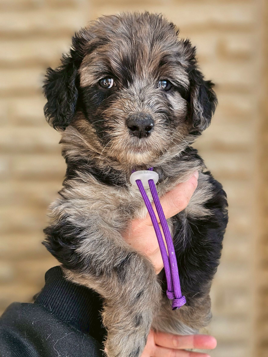 オージードゥードル　紫色