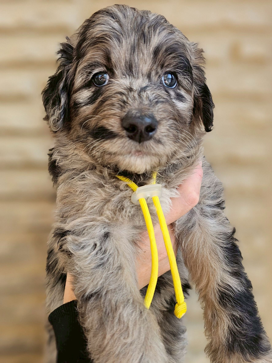 オージードゥードル　黄色