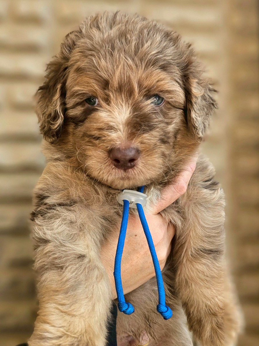 オージードゥードル　青色