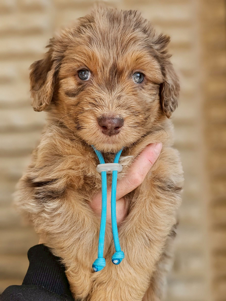 オージードゥードル　水色