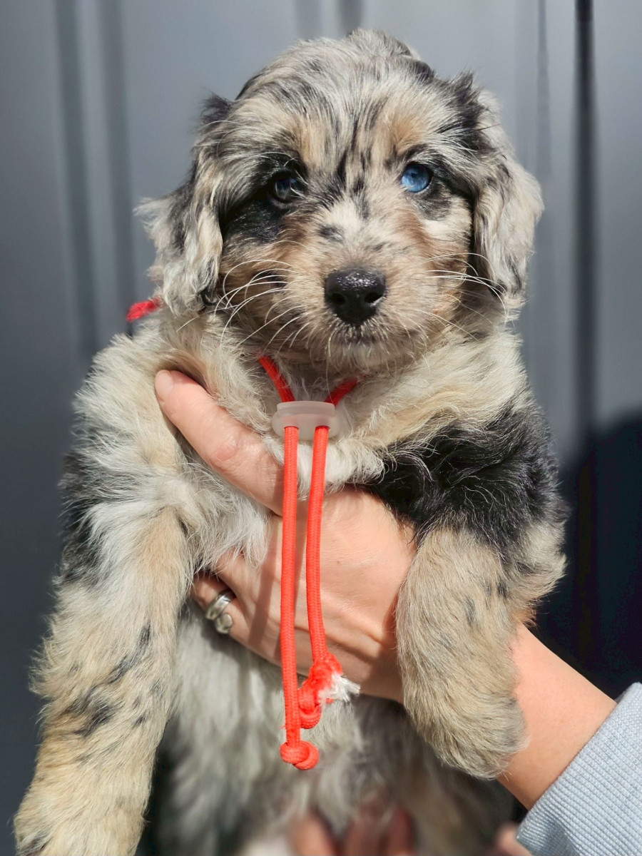 ミディアムオージードゥードル　赤