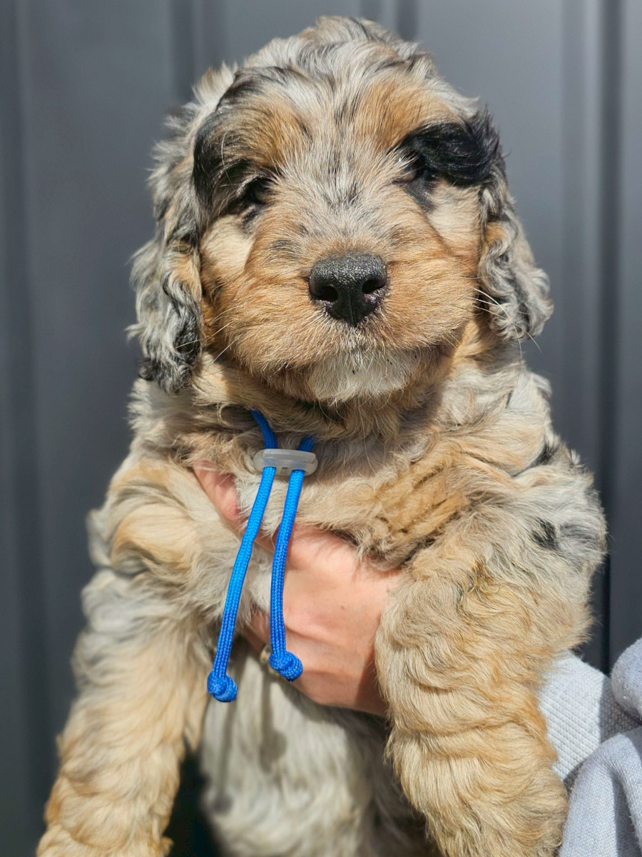 ミディアムオージードゥードル　青