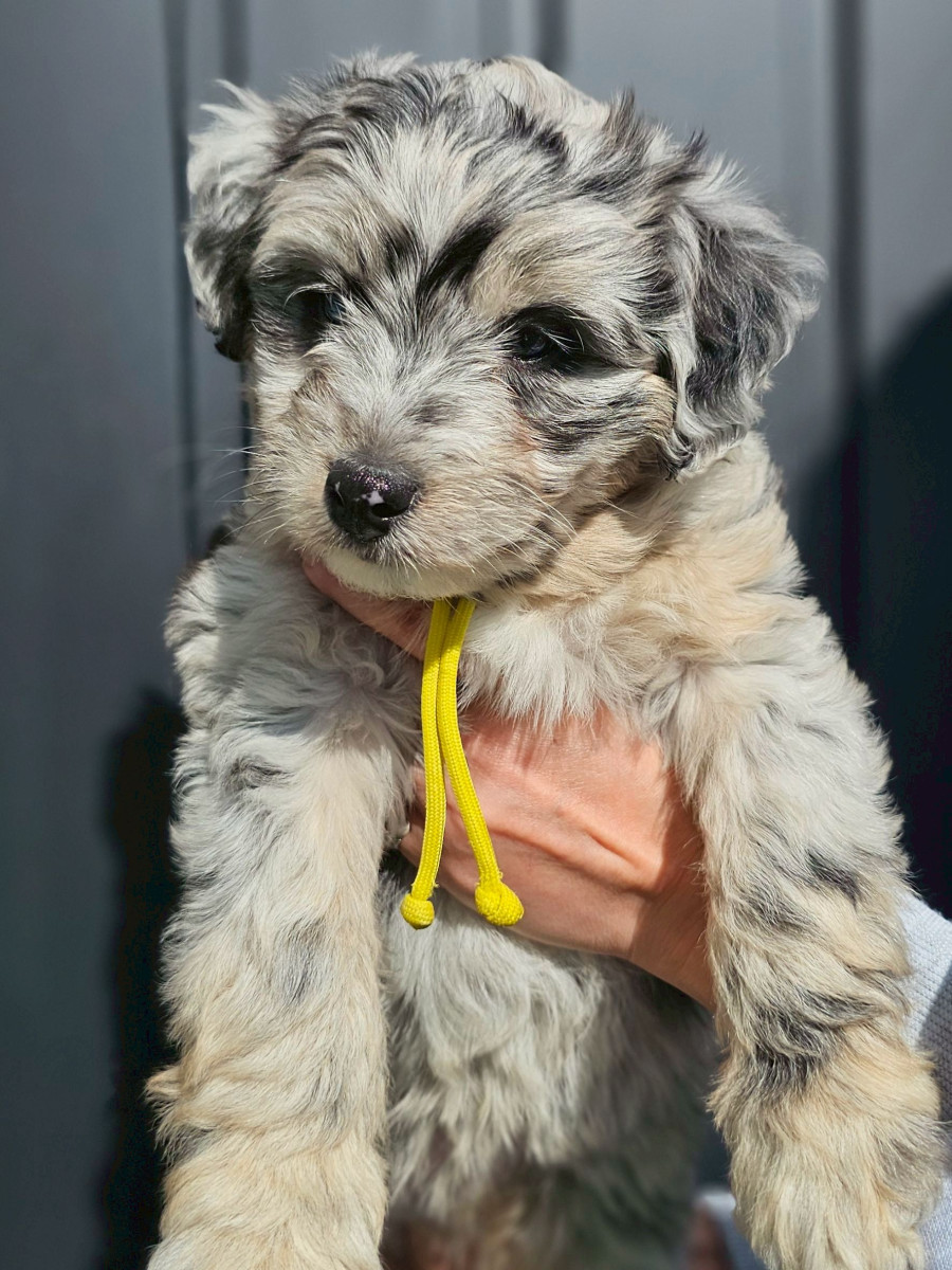 ミディアムオージードゥードル　黄色