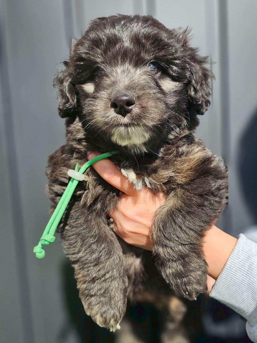 ミディアムオージードゥードル　緑