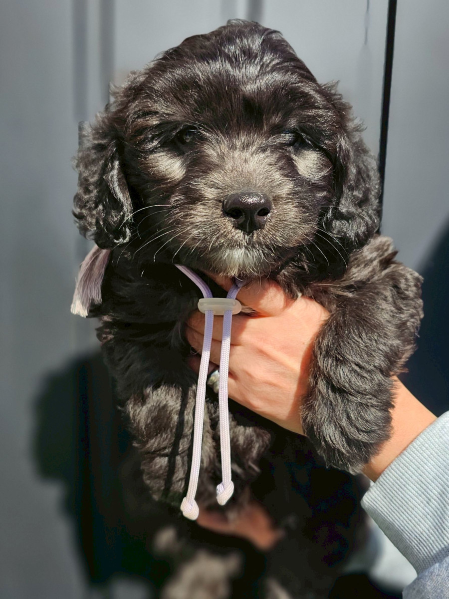 ミディアムオージードゥードル　薄紫