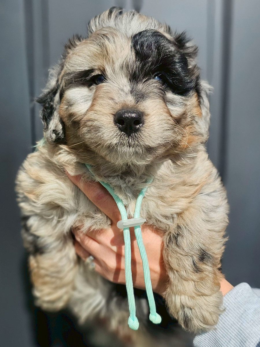 ミディアムオージードゥードル　水色