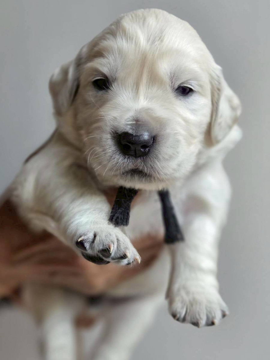 ゴールデンレトリーバー　黒