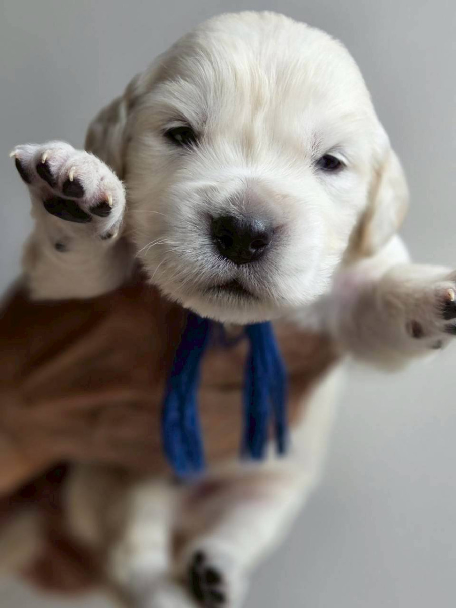 ゴールデンレトリーバー　青